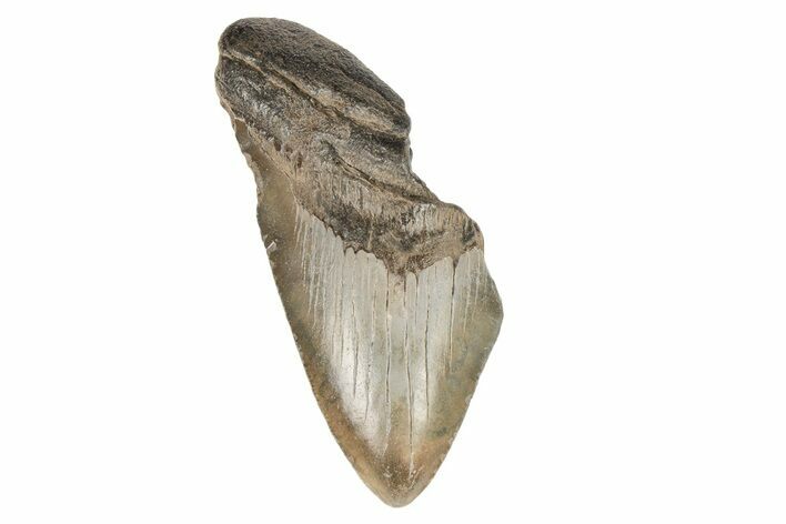 4.83" Partial, Fossil Megalodon Tooth 